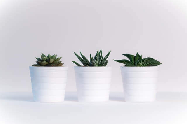 3 plants